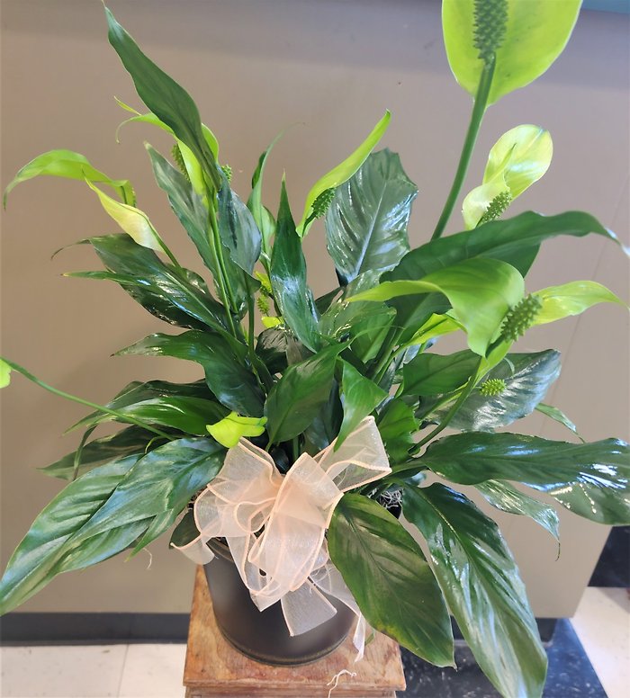 Small Peace Lily