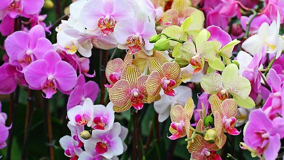 Large Designer\'s Choice Orchid Plant