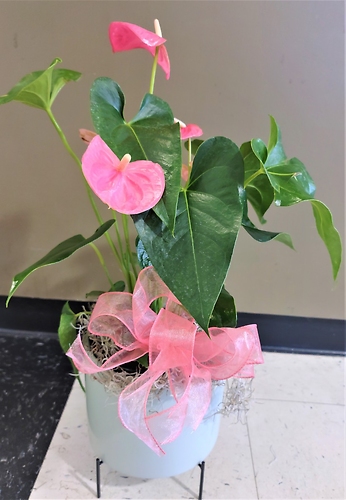 Small Anthurium Plant in a Basket