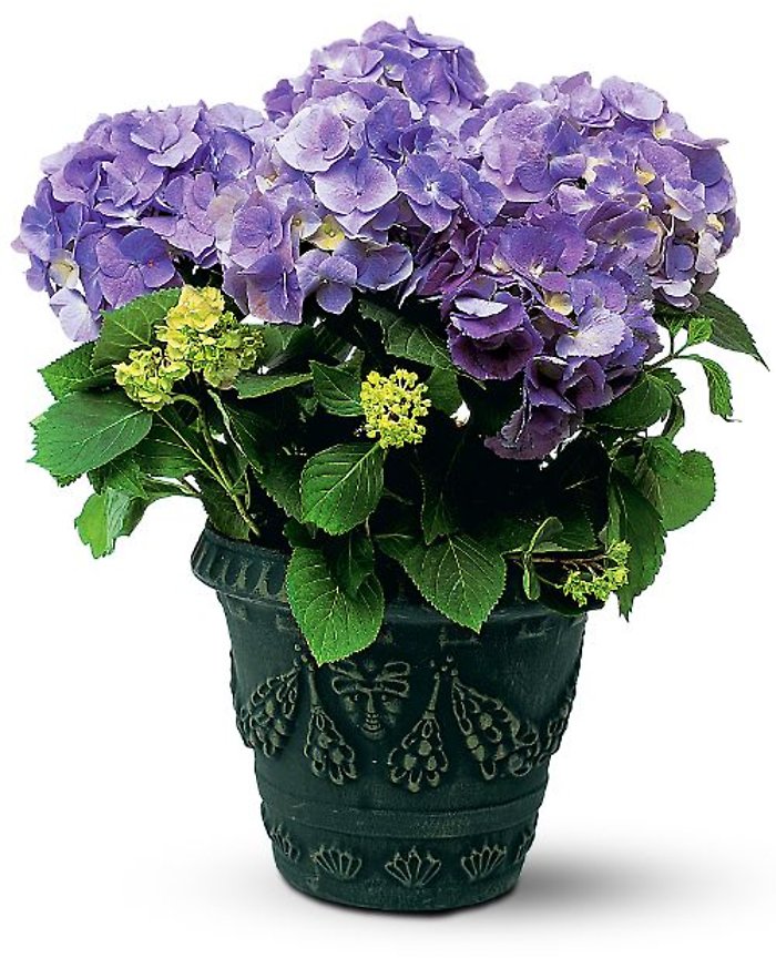 Blue Hydrangea
