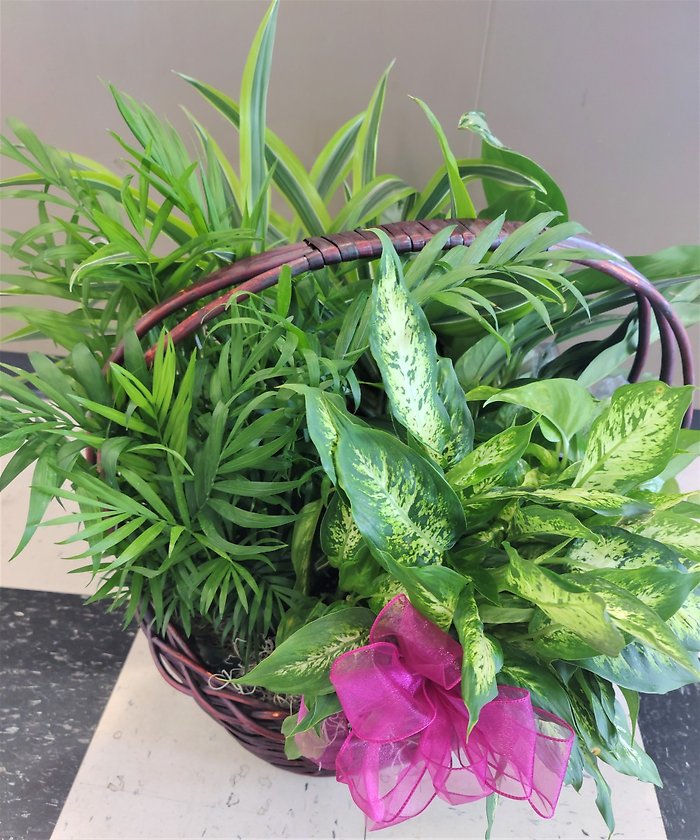 Two Small Designer\'s Choice Plants