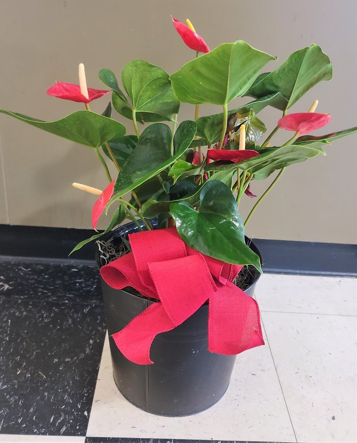 Medium Anthurium Plant