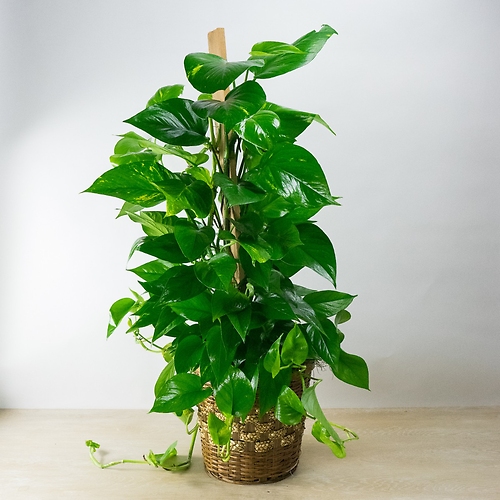 Large Pothos Pole Ivy