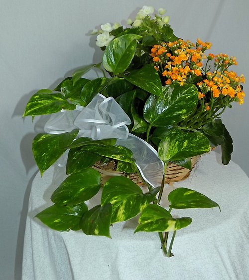 Blooming Plant Basket Small