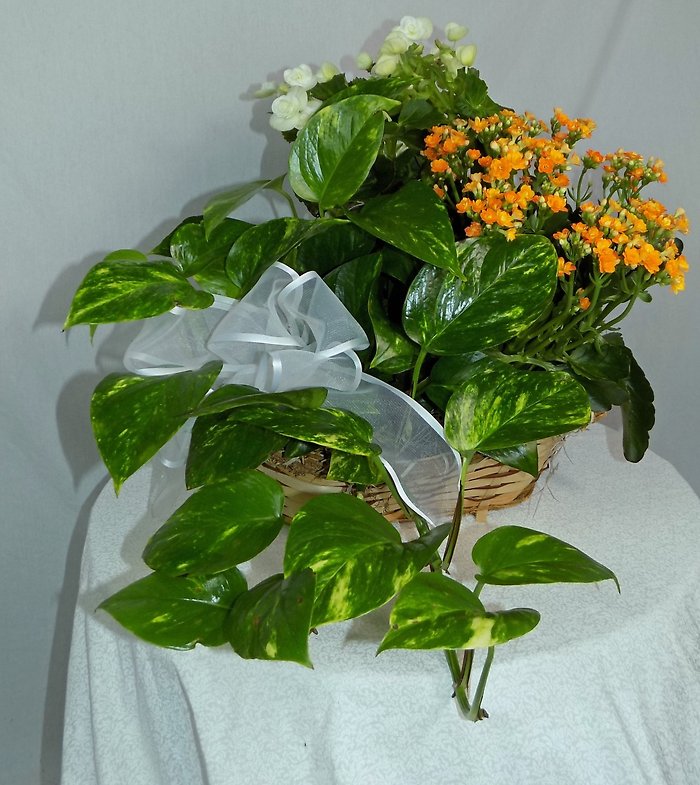 Blooming Plant Basket Small