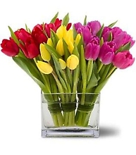30 Tulips Prettiest Color - Vday