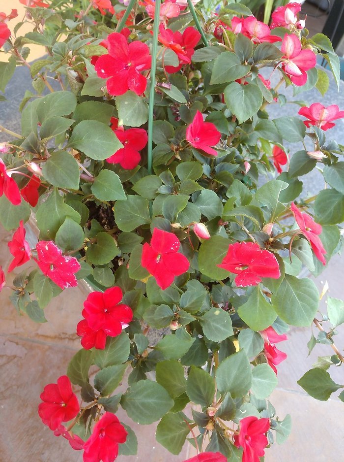 Blooming Hanging Basket Designer\'s Choice