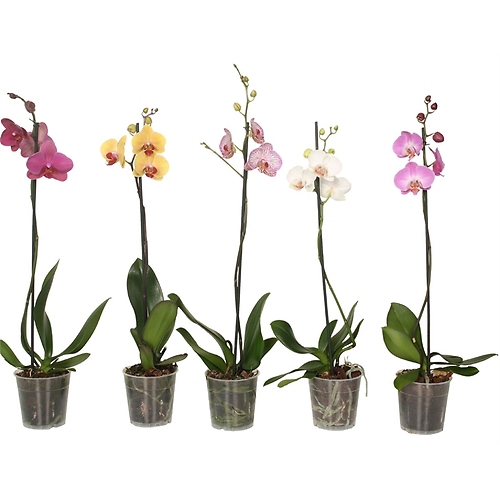 Small Phalaenopsis Orchid