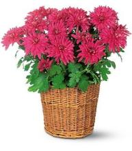 Pot Mum in a basket
