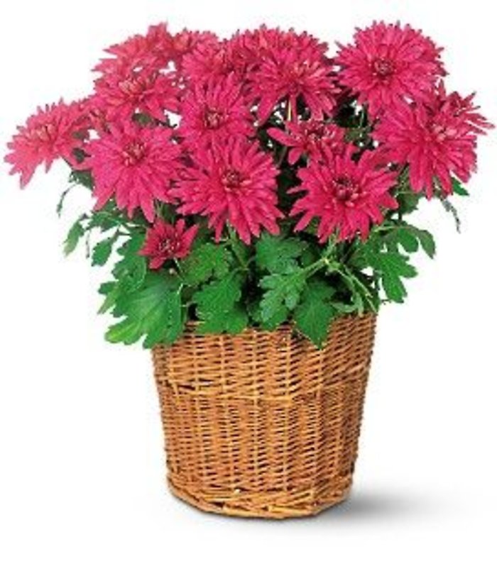 Pot Mum in a basket