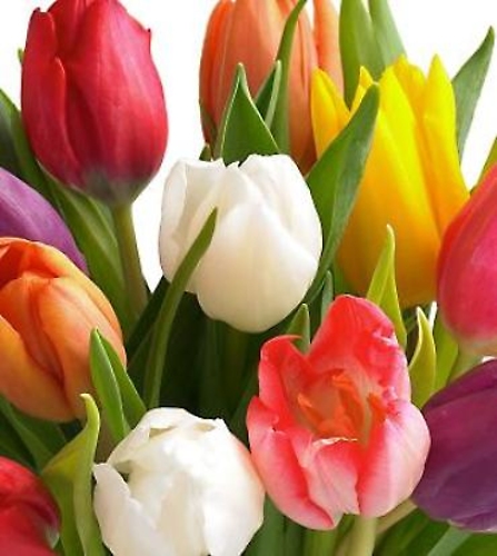 20 Tulips Prettiest Color - Vday
