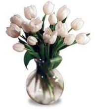 20 White Tulips in a Vase