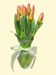 10 Tulips Prettiest One color