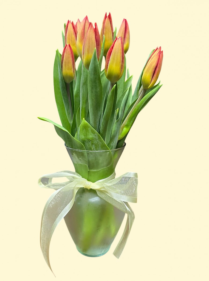 10 Tulips Prettiest One color