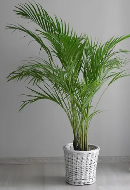 Large Palm Plant