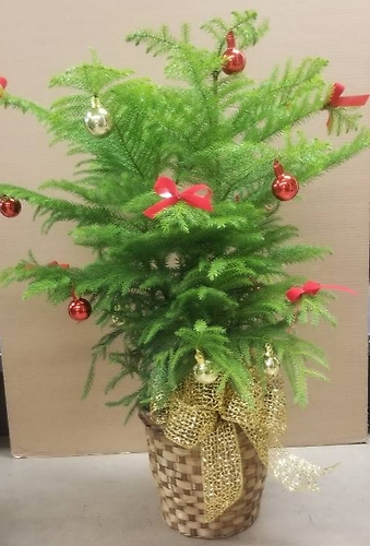 Large Decorated Norfolk Pine