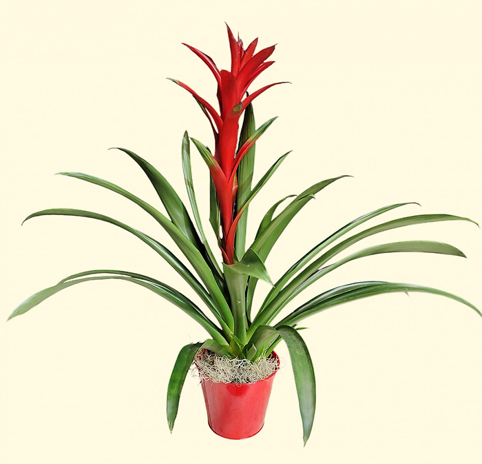Large Bromeliad in a Container
