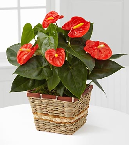 Large Anthurium Plant