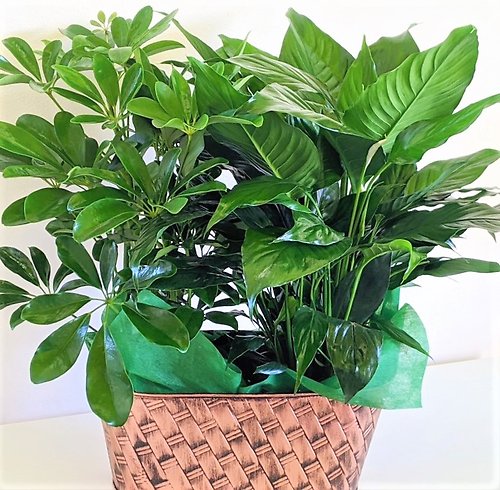 Two Medium Designer\'s Choice Plants