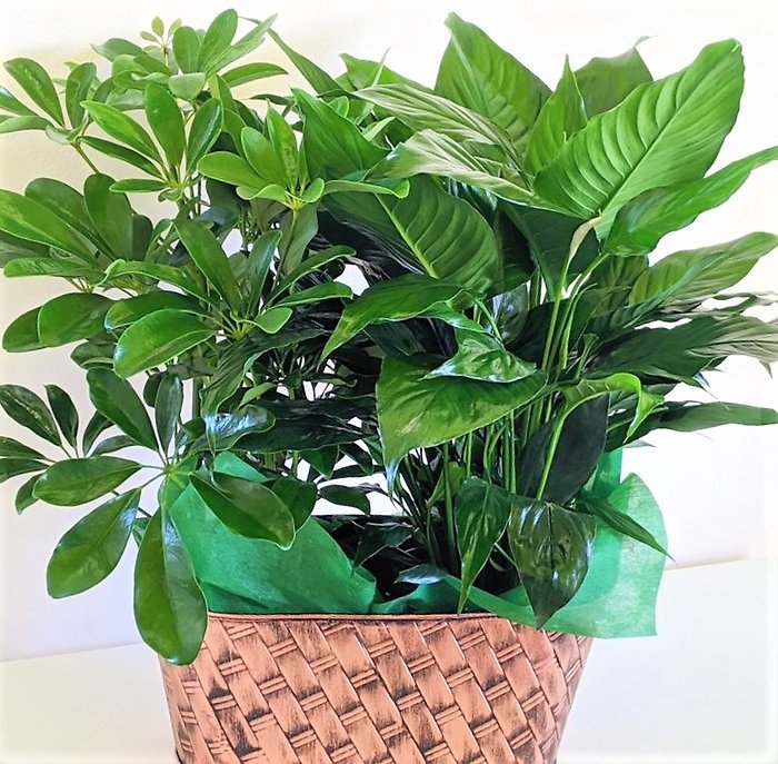 Two Medium Designer\'s Choice Plants