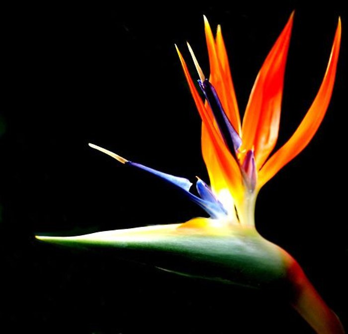 Bird of Paradise