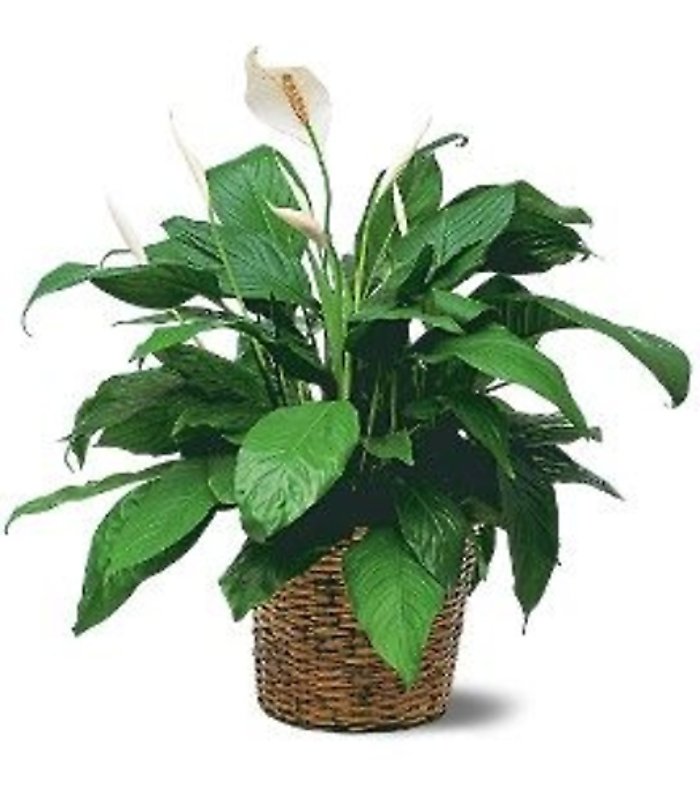 Small Peace Lily