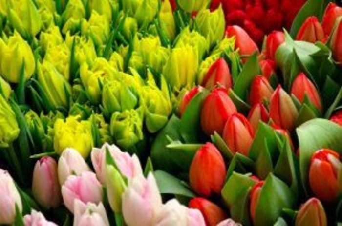 Tulips