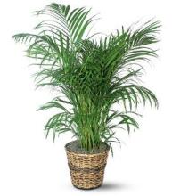 Medium Palm Plant