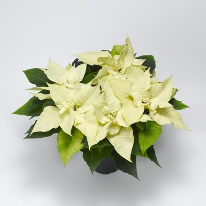 Small White Poinsettia