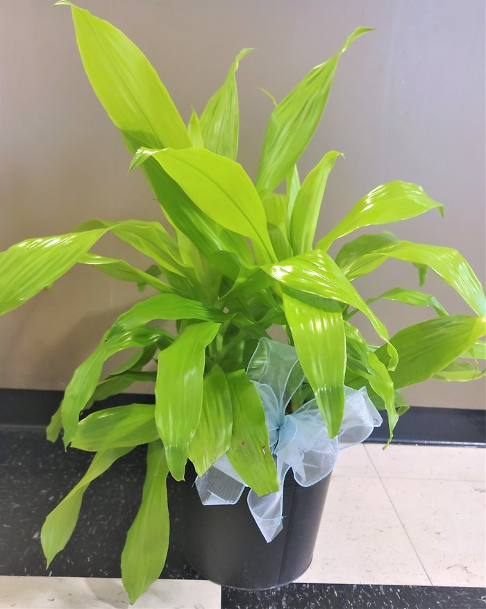 Designer\'s Choice Dracena Medium