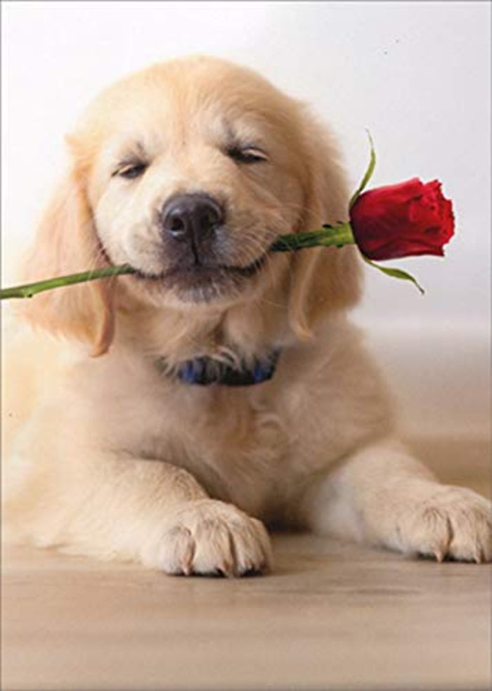 Valentine\'s Day Card