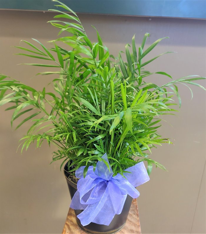 Small Palm Plant