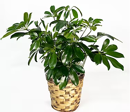 Small Schefflera Plant