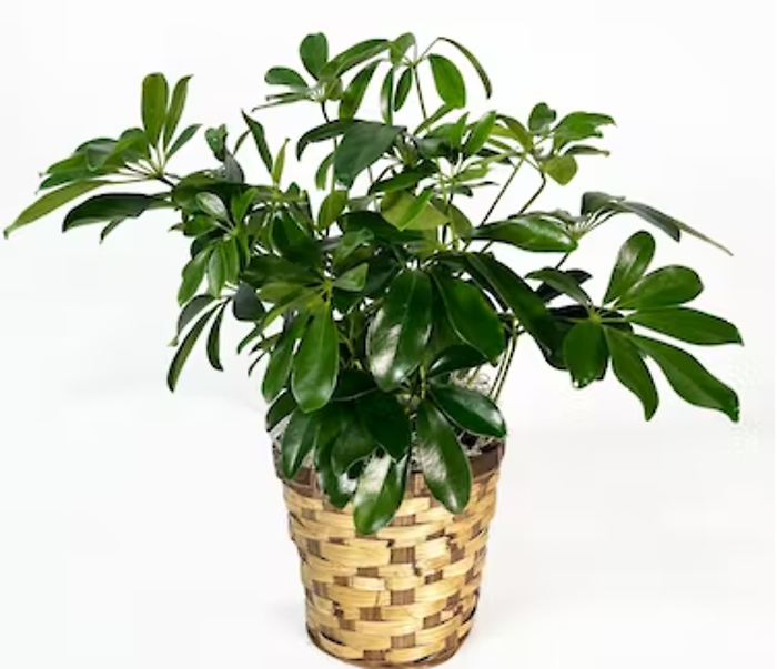 Small Schefflera Plant