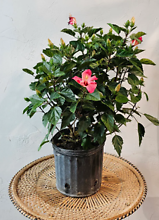 10in Hibiscus Plant