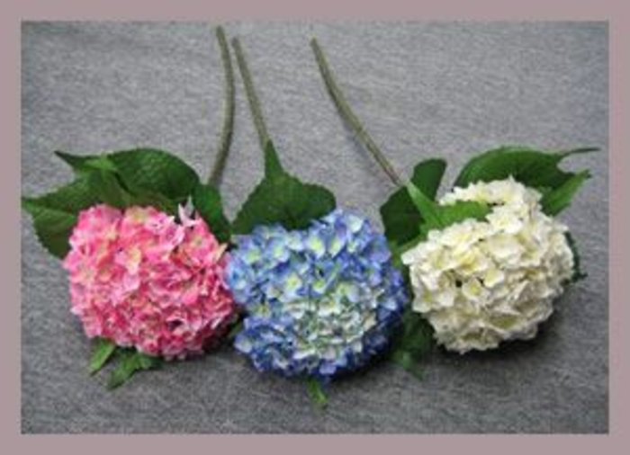 Hydrangea