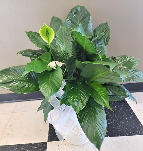 Large Peace Lily