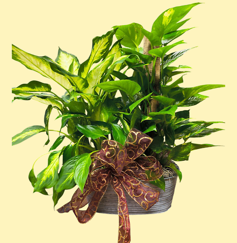 Two Small Designer\'s Choice Plants