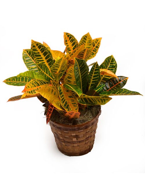 Small Croton Plant