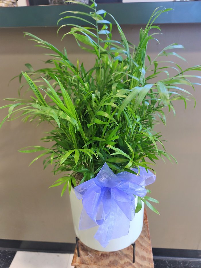 Small Palm Plant