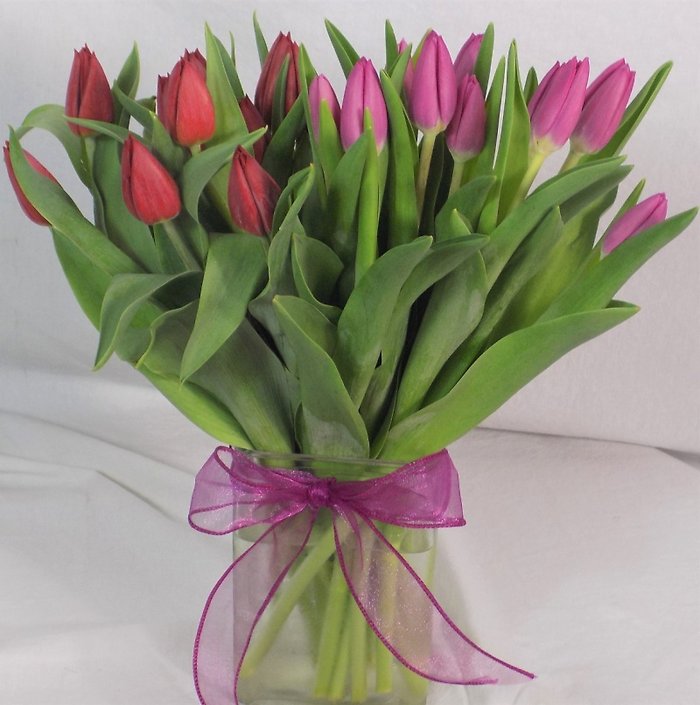 20 Tulips Prettiest two colors