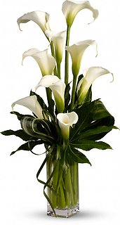 Callas in a Vase