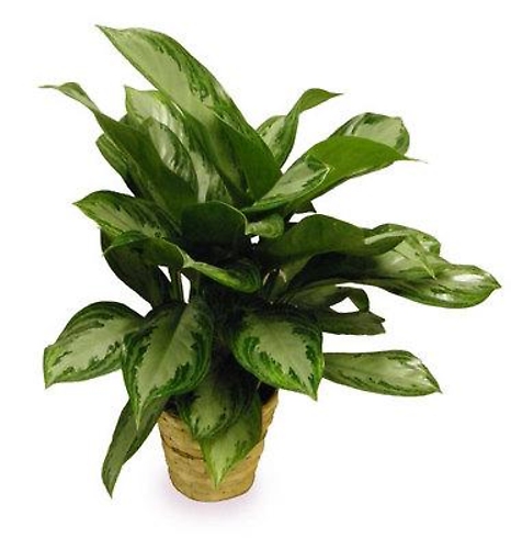 Small Chinese Evergreen