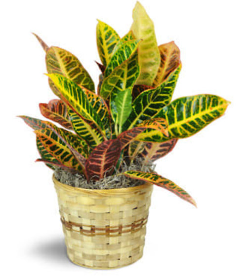 Medium Croton Plant