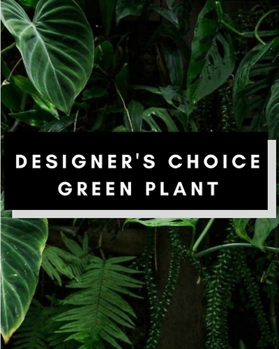 Designer Choice Green Plant Small
