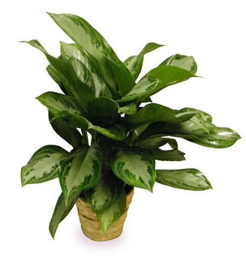 Medium Chinese Evergreen
