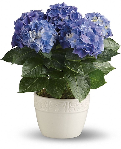 Hydrangea Plant Metal Pot