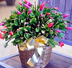 Larger Christmas Cactus