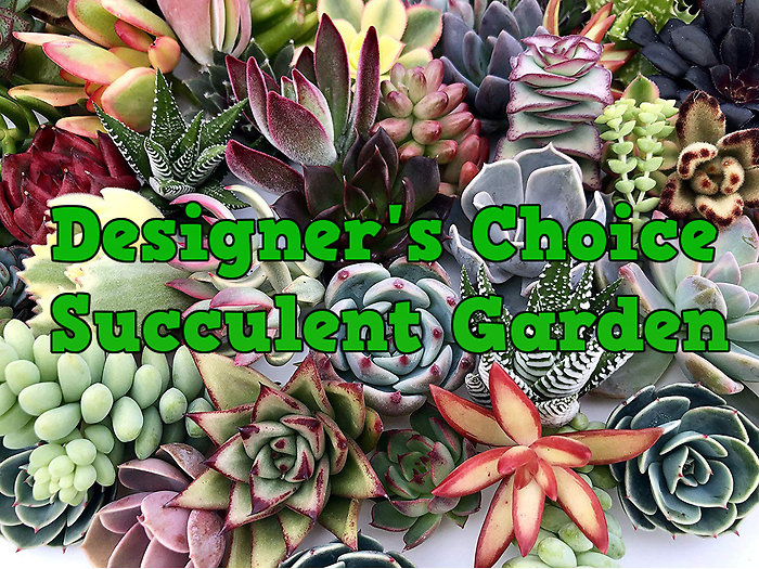 Medium Succulent Garden