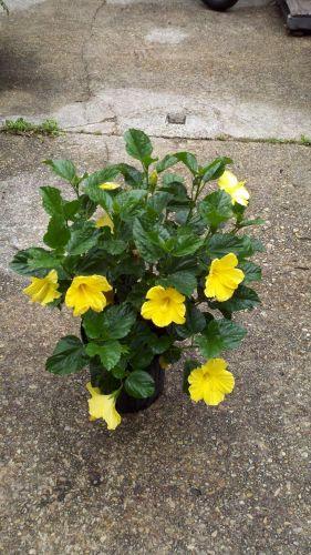 Blooming outdoor bush